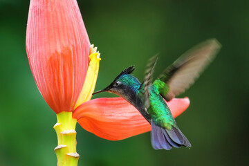 Antillean crested hummingbird feeding from banana flower, Grenada island, Grenada © donyanedomam