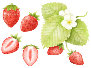 水彩で描いたイチゴのイラストセット