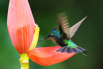 Antillean crested hummingbird feeding from banana flower, Grenada island, Grenada