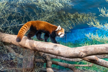 The red panda (Ailurus fulgens), also known as the lesser panda, is a small mammal native to the eastern Himalayas and southwestern China.