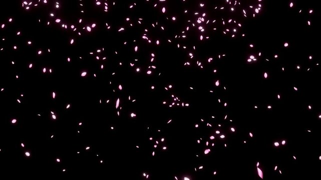 Cherry blossom petals falling particle animation (PNG Background) - (4K_24fps)