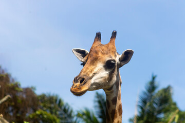 close up a head of giraffe with tree on blue sky background