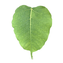 Obraz premium Nature