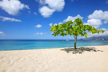 Small shady tree at Magazine Beach on Grenada Island, Grenada.