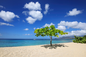 Small shady tree at Magazine Beach on Grenada Island, Grenada.