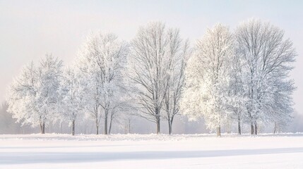 Obraz premium Serene Winter Landscape with Snow-Covered Trees and Soft Sunlight