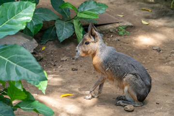 Patagonian Mara, Dolichotis patagonum. These large relatives of guinea pigs are common in the Patagonian steppes of Argentina but live in other areas of South America as well such as Paraguay.