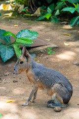 Patagonian Mara, Dolichotis patagonum. These large relatives of guinea pigs are common in the Patagonian steppes of Argentina but live in other areas of South America as well such as Paraguay.