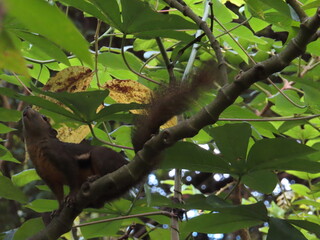 Cute Squirrel on the tree
