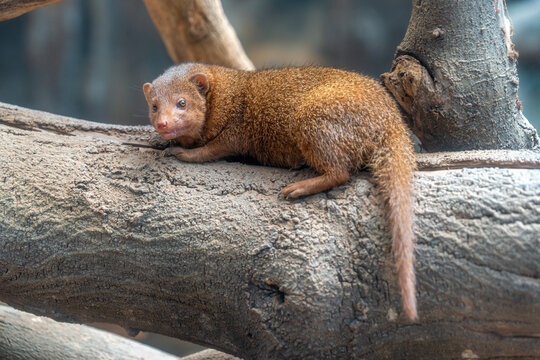 The common dwarf mongoose (Helogale parvula) is a species of mongoose native to Angola, northern Namibia, KwaZulu-Natal in South Africa, and East Africa. This species is a member of the genus Helogale