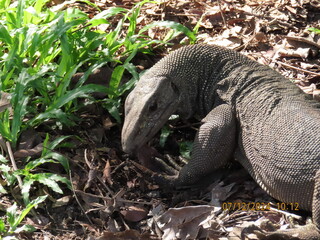Monitor Lizard in Botanic Gardens