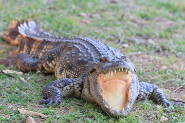 Siamese crocodile at Bueng Boraphet Non-Hunting Area, Nakhon Sawan Province, Thailand.