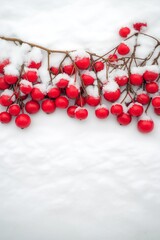 Snow-covered red berries on branches against a white background. Concept of winter and nature