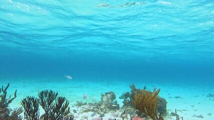 Colorful fish swimming over vibrant coral reef in the clear blue waters of the caribbean sea, cayman islands