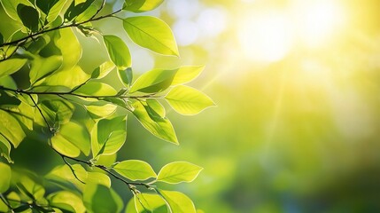 Obraz premium Sunlight Streaming Through Fresh Green Leaves of a Tree