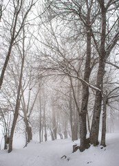 silhouette of trees trunks and branches  in snow and white clouds .