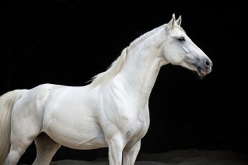 A stunning white horse stands out against a stark black backdrop, its beauty and elegance on full display, black background, isolated, pure white, equine, elegant horse