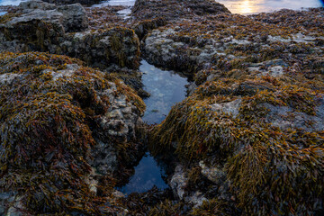 Rock pool with seaweed at coast