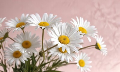 Fototapeta premium Close-up of white daisies blooming on a light pink canvas, vibrant, macro, delicate, serene