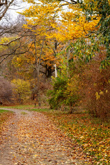 Path in the park is strewn with fallen yellow leaves. Autumn