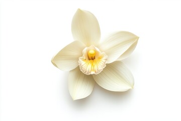 vanilla flower top view isolated on a white background