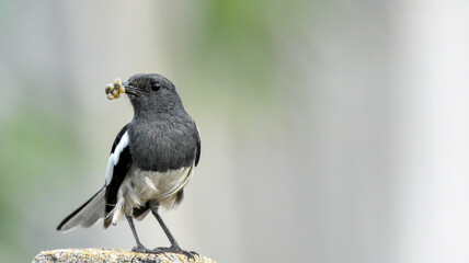 Oriental Magpie-Robin Sri Lanka with a prey