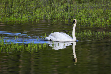 Trumpeter swan in Yellowstone National Park, Wyoming