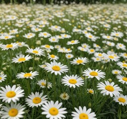 Fototapeta premium Dreamy meadow of yellow and white daisy flowers in springtime, scene, outdoor, floral, garden, flowers