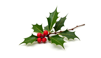 Festive Holly Sprig with Bright Red Berries Isolated
