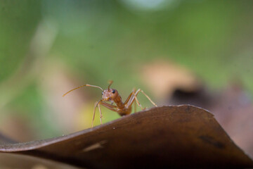 ant on a leaf
