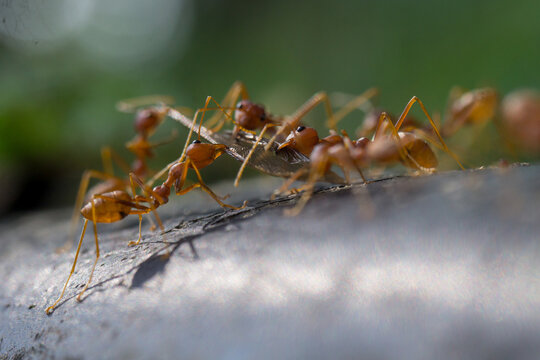 ants on the grass