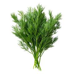 Front view of an extremely perfect-looking single dill bunch isolated on a white transparent background