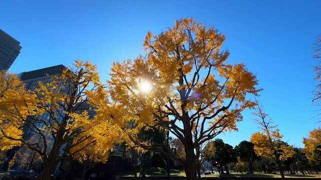Bright yellow autumn trees near Tokyo Station under clear blue skies with sunlight shining through