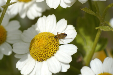 Obraz premium Plant bug Plagiognathus arbustorum. Tribe Phylini, subfamily Orthotylinae, family Miridae. On flower of feverfew (Tanacetum parthenium), daisy family