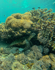 Hidden turtle 