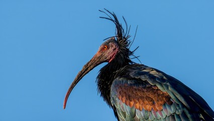 Ibis eremita, Ibis, Peligro de extinción, Vejer de la Frontera, Cádiz, ave, animal, naturaleza, pico, fauna, pareja	
