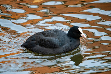 Ente auf dem Wasser