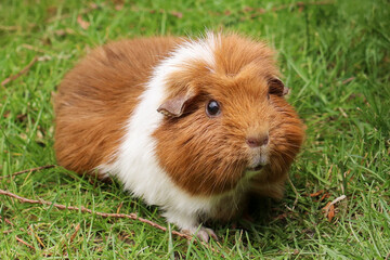 Curious Guinea Pig in the Grass