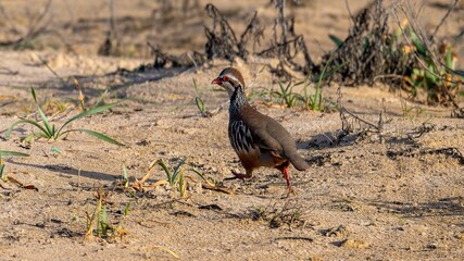 Perdiz roja, Alectoris rufa, Peligro de extinción, Cádiz, ave, animal, naturaleza, pico, fauna
