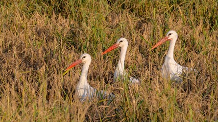 Cigüeña blanca, Ciconia ciconia, Cádiz, ave, animal, naturaleza, pico, fauna