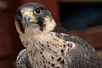 The Peregrine Falcon (Falco peregrinus).