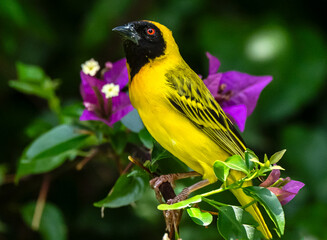 Southern-masked weaver