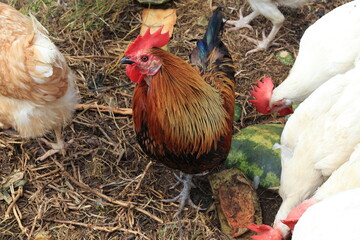Colorful Rooster with White Hens