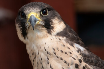 The Peregrine Falcon (Falco peregrinus).