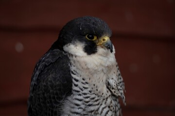 The Peregrine Falcon (Falco peregrinus).
