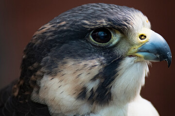 The Peregrine Falcon (Falco peregrinus).