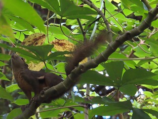 Cute squirrel on the tree