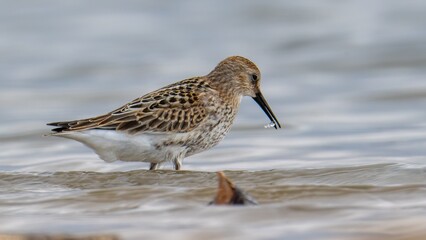 Correlimos común, Calidris alpina, Ave, Cádiz, ave, animal, naturaleza, pico, fauna
