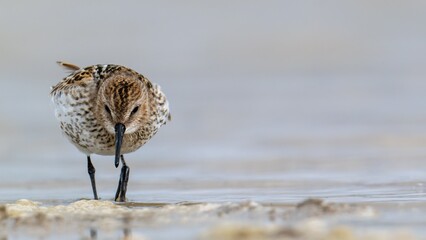 Correlimos común, Calidris alpina, Ave, Cádiz, ave, animal, naturaleza, pico, fauna