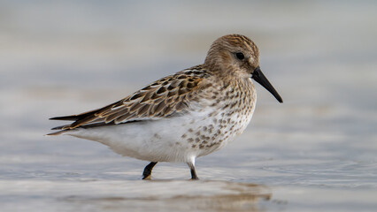 Correlimos común, Calidris alpina, Ave, Cádiz, ave, animal, naturaleza, pico, fauna